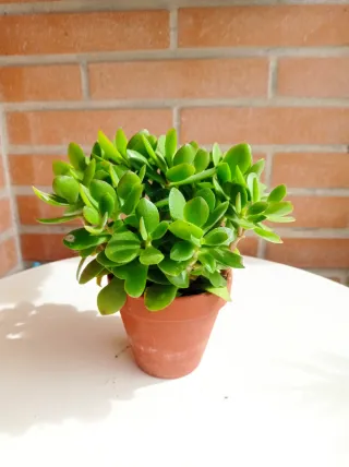 Planta Jade Suculenta