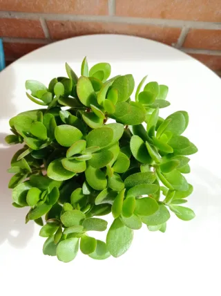 Planta Jade Suculenta