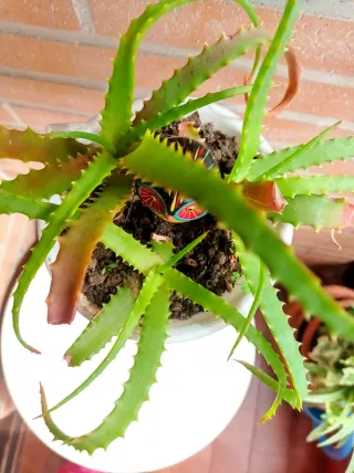 Planta Aloe Vera en maceta original
