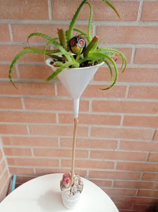 Planta Aloe Vera en maceta original