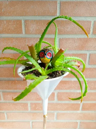 Planta Aloe Vera en maceta original