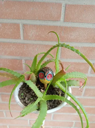 Planta Aloe Vera en maceta original