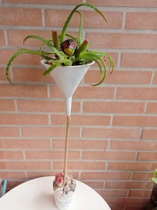Planta Aloe Vera en maceta original