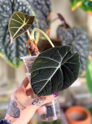 Alocasia Ninja