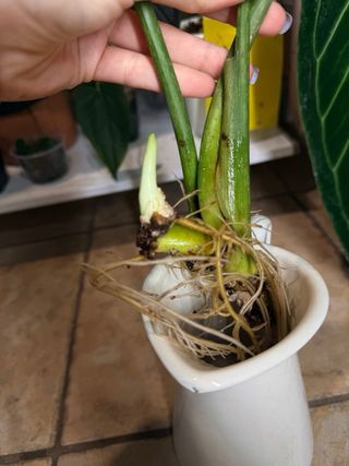 Philodendron Gloriosum