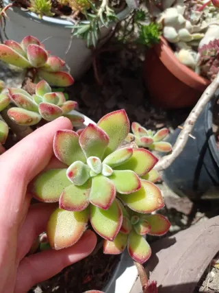 Piante succulente miste