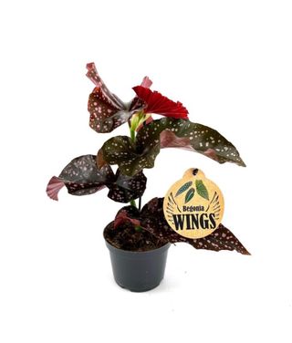 Begonia Cracklin Rosie L