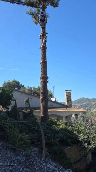 Jardineria