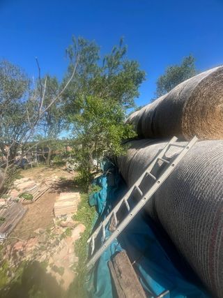 Bala de alfalfa