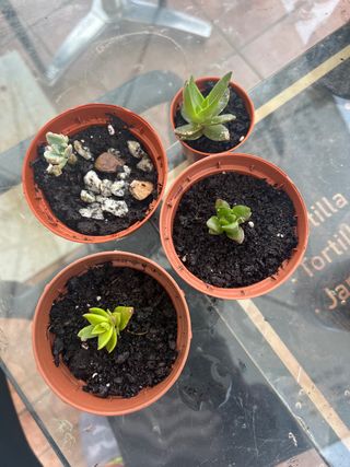 4 Suculentas en maceta