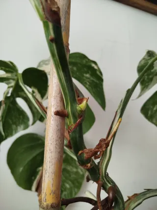 Monstera Variegata - Hija con brote