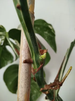 Monstera Variegata - Hija con brote