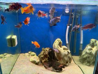 Acuario completo (no se vende lo vivo)