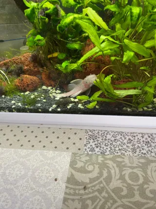 Acuario completo y funcionando