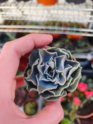 Echeveria