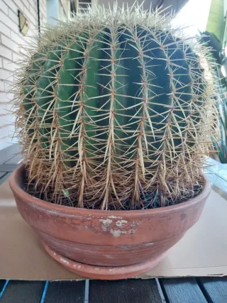 Cactus Asiento de suegra grande