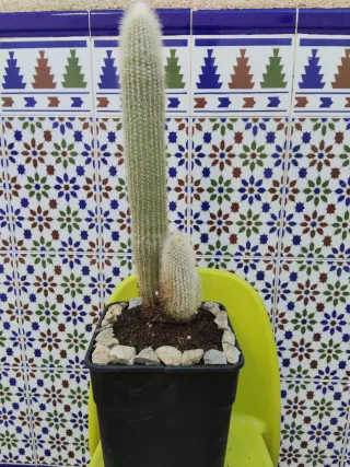 Cactus