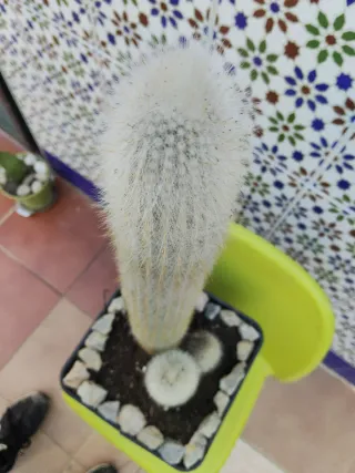 Cactus