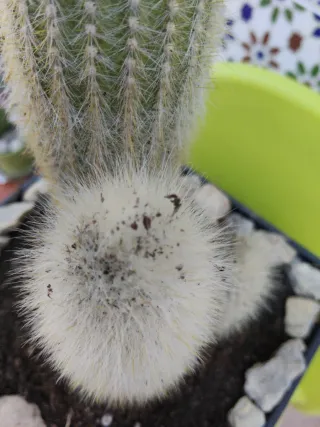 Cactus