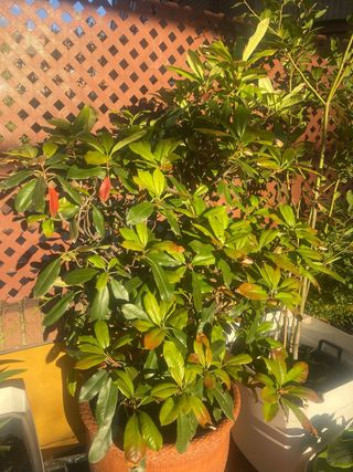 Fotinia Frutos Rojos Arbusto