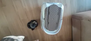 Transportín perro mediano blanco y marrón