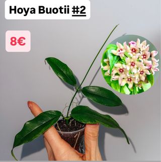 Hoya Buotii #2