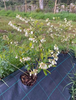 Pianta di Mirtillo 3 Anni