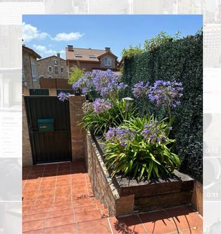 5 plantas enormes de Agapanto adultas.