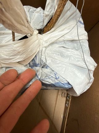 5 plantas enormes de Agapanto adultas.