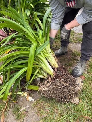 5 plantas enormes de Agapanto adultas.