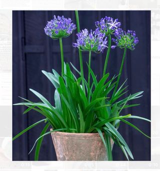 5 plantas enormes de Agapanto adultas.