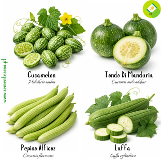 Pack 4 espécies de Pepinos (sementes)