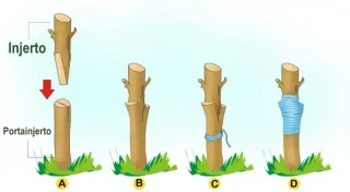 Injertos para árboles frutales