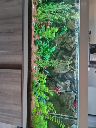 Plantas naturales para acuario