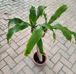 Dracaena Massangeana 130cm