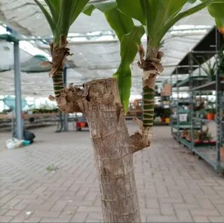 Dracaena Massangeana 130cm