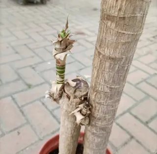 Dracaena Massangeana 130cm
