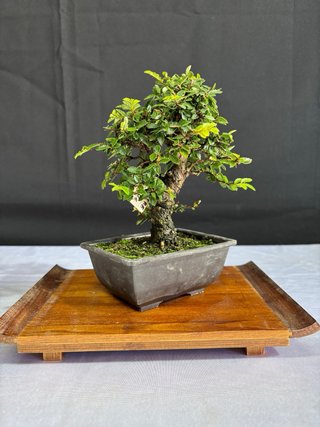 Bonsai Zelkova Nire