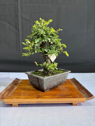 Bonsai Zelkova Nire