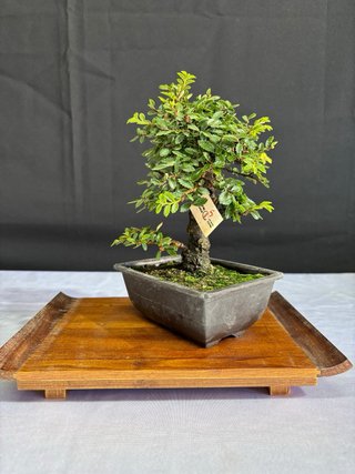 Bonsai Zelkova Nire