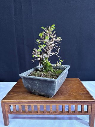 Bonsái Zelkova Nire