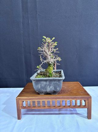 Bonsái Zelkova Nire