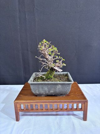 Bonsái Zelkova Nire