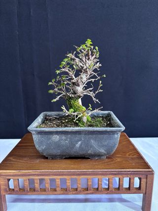 Bonsái Zelkova Nire