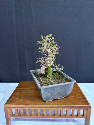Bonsái Zelkova Nire
