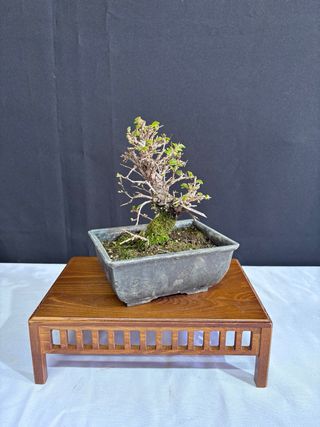 Bonsái Zelkova Nire