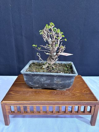 Bonsái Zelkova Nire