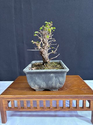 Bonsái Zelkova Nire