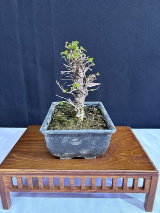 Bonsái Zelkova Nire