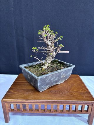 Bonsái Zelkova Nire
